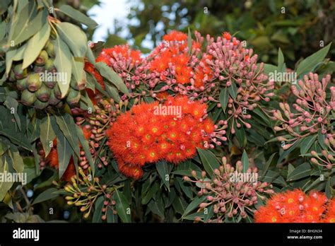 Bloodwood Tree High Resolution Stock Photography and Images - Alamy