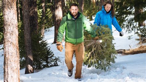 Golden Gate Canyon State Park offers 250 Christmas tree cutting permits ...