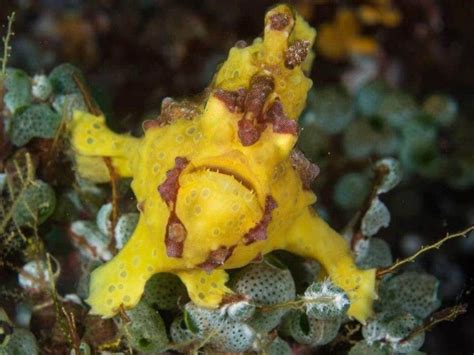 Warty frogfish - Moalboal Reef Species