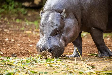 Pygmy hippo conservation | ZSL