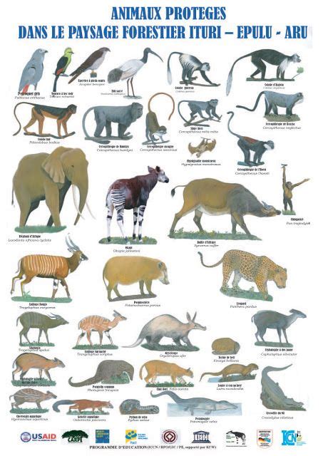 Animals of the Ituri Forest | Endangered animals, Wildlife of india, Animals and pets