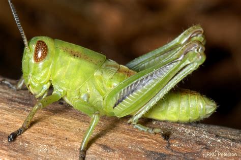 Insects of the Greater Yellowstone Ecosystem | Montana State University