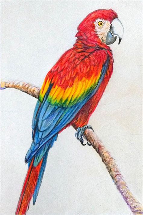 Parrot Drawing Images at GetDrawings | Free download