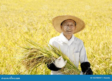 Japanese Farmer Harvesting Rice Stock Image - Image of harvesting ...