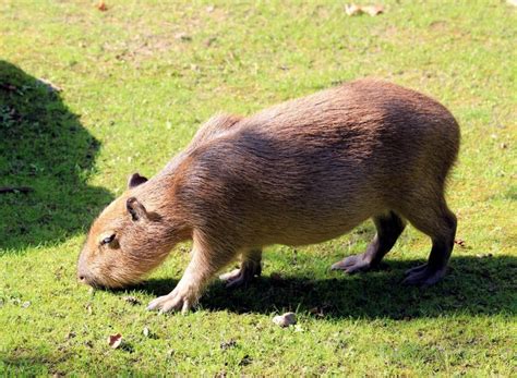 Capybara Facts, Diet, Habitat, Lifespan, as Pets, Pictures