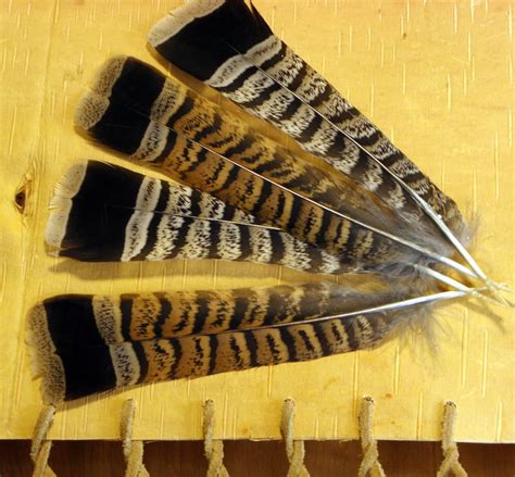 BIRD FEATHERS Ruffed Grouse / Partridge Tail Feathers Use for | Etsy