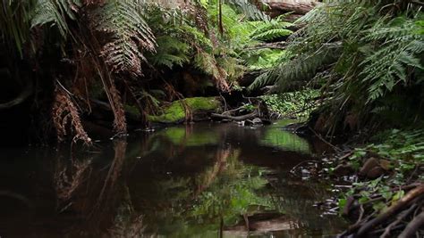 Old Growth Rainforest - Australian Landscape. This Rainforest Landscape ...