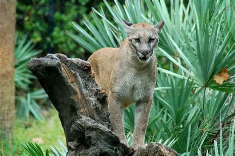 Rod & Barrel • Florida Panther Florida Panthers are usually...