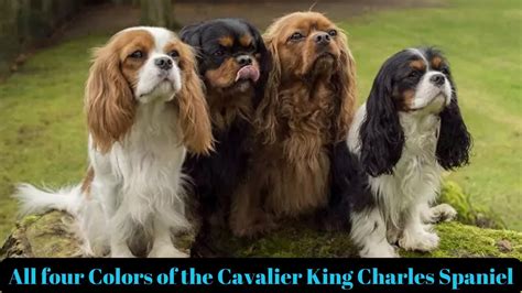 Cavalier Colors: The Mesmerizing World of Cavalier King Charles Spaniel Colors - YouTube