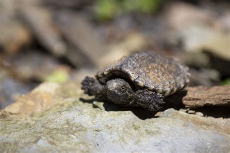 Baby Common Snapping Turtle on a hike through Cuyahoga Valley National ...