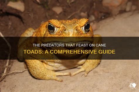 The Predators That Feast On Cane Toads: A Comprehensive Guide | PetShun