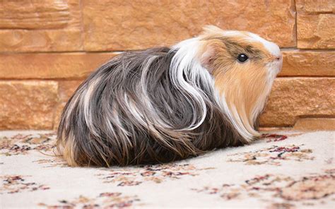 Guinea Pig Cage Size Guide - The Best Homes For Guinea Pigs