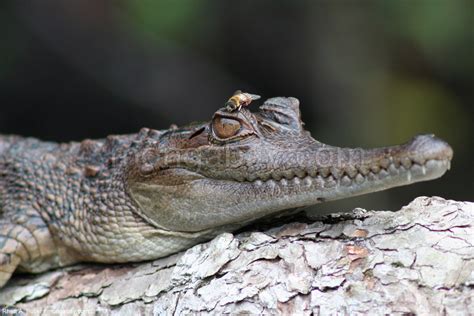 Congo Slideshow: Crocodile