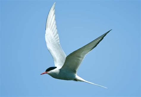 Arctic tern | Migratory, Seabird, Longest Migration | Britannica