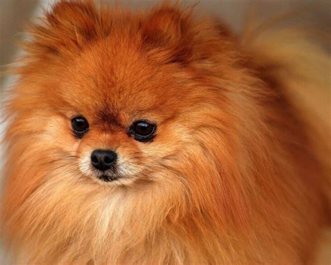 Dream Journal, dream - Fluffies, ginger Pomeranian | Pomeranian dog ...