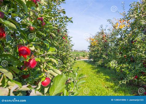 Orchard with Apple Trees in a Green Field in Sunlight at Fall Stock Photo - Image of eating ...