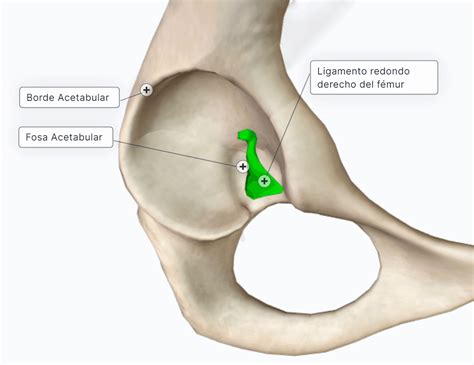 El Hueso Coxal 🔹 CURSO ANATOMÍA - Paradigmia