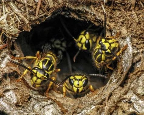 Yellowjacket Identification, Facts, and Control Measures | Gardener's Path