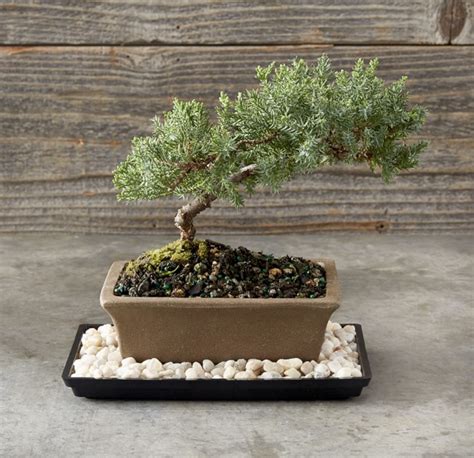 Bonsai | Juniper bonsai, Indoor bonsai tree, Bonsai