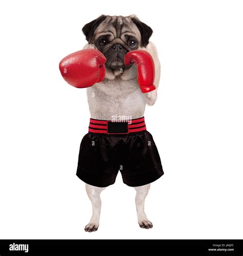 cool standing pug dog boxer punching with red leather boxing gloves and ...