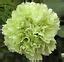 100 Green Carnation Seeds Dianthus Flowers Seed Flower Perennial Bloom 222 | eBay