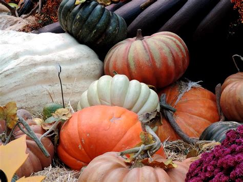 Pumpkin Patch Fall Harvest Autumn - Free photo on Pixabay