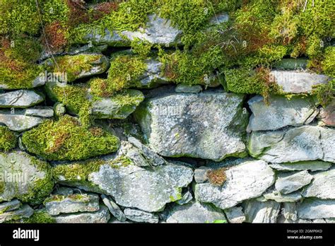 stone wall covered with moss Stock Photo - Alamy