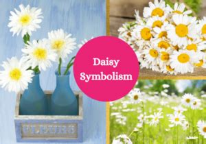 Daisy - Symbolism and Meaning - Symbol Sage