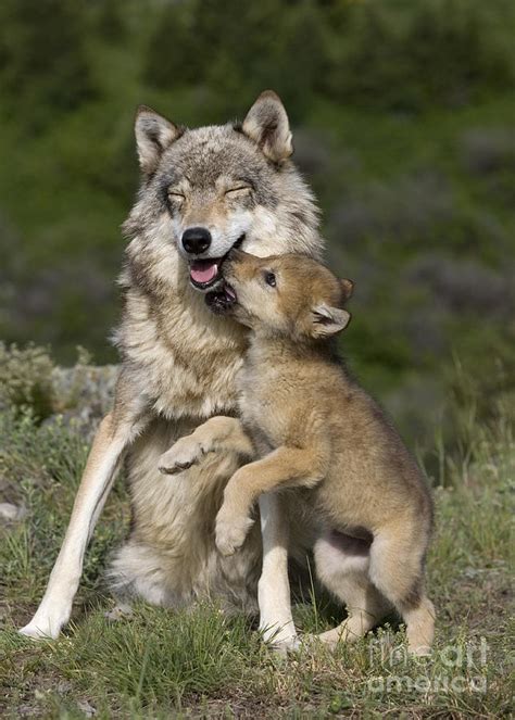 Wolf Cub Begging For Food Photograph by Jean-Louis Klein & Marie-Luce ...