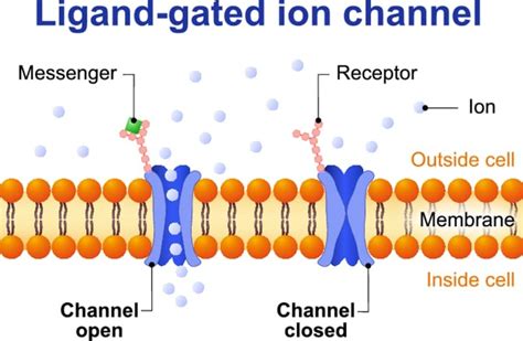 Ion Channels, Ligand Gated Ion Channels, Part 1