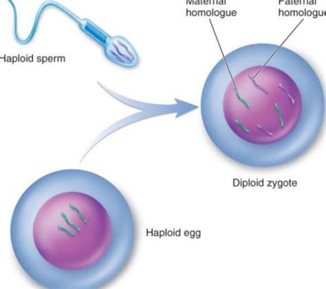 Gametes and Fertilization - Creative Diagnostics