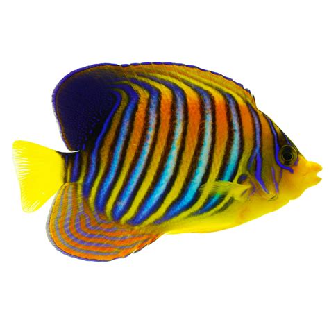 Orange Regal Angelfish For Sale | Petco