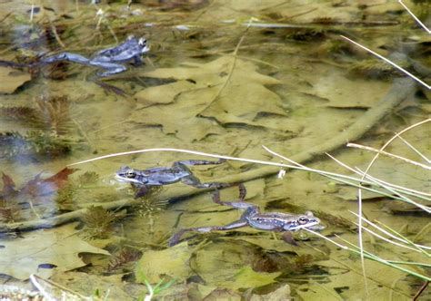 The Wood Frog – Wildlife Leadership Academy