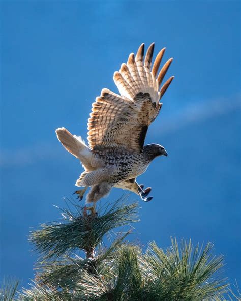 Falcon on Flight · Free Stock Photo