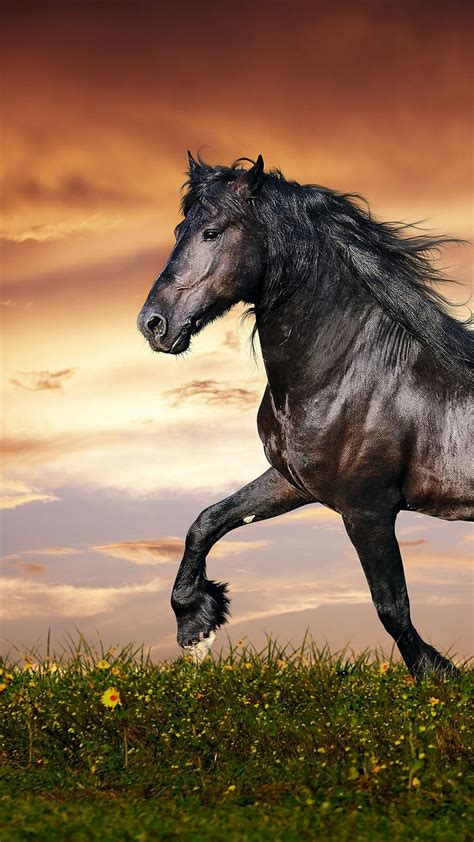 1920x1080px, 1080P free download | Walking horse, animal, black, horse, horses, nature, sunset ...