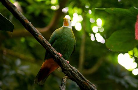 Black-naped Fruit Dove | Our Animals | Fort Wayne Children's Zoo