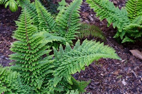 7 Heat-Tolerant Ferns that Love the Sun | Evergreen ferns, Evergreen ...