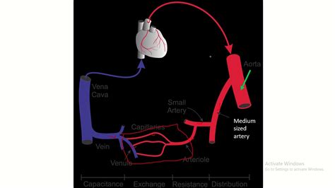 Arterioles and Capillaries Explored - YouTube