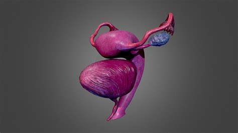 human uterus woman #anatomy #female #uterus - Buy Royalty Free 3D model by marlyn (@marlynbar ...