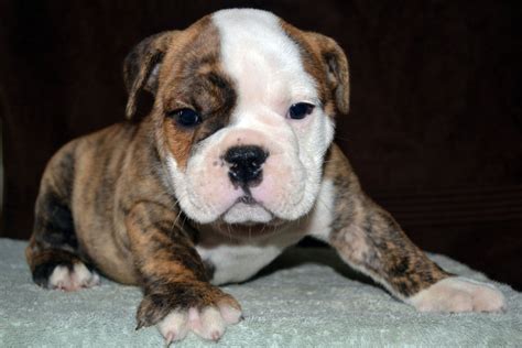 36 Best Pictures Bulldogs For Adoption In Iowa : Dybi2jftnqcdsm | thoughtsoftatemmgl