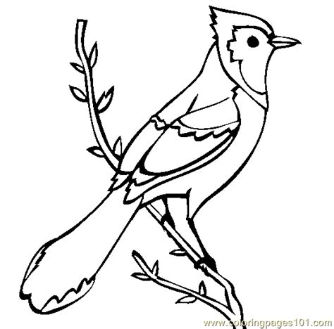 Simple Blue Jay Coloring Page Coloring Pages