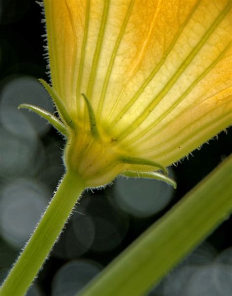 dans son carré potager, il y a… | La Tribu d'Anaximandre – des photos au fil des jours… de ...