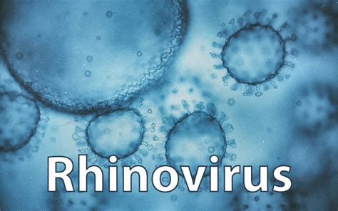 The virus of the month: Rhinovirus | VIROLOGY RESEARCH SERVICES