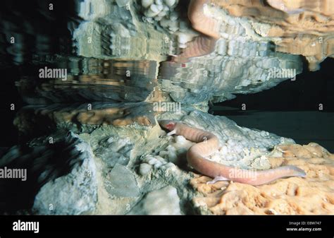 European olm (blind salamander) (Proteus anguinus), in a cave, Slovenia, Postonja Hoehlen Stock ...