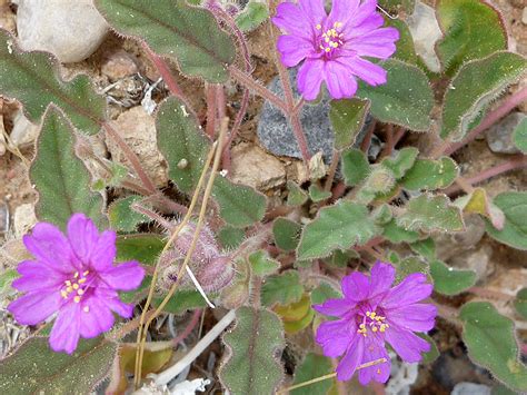 Three flowers - pictures of Allionia Incarnata, Nyctaginaceae - wildflowers of West USA