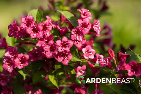 Weigela Guide: How to Grow & Care for These Shrubs