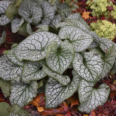 16+ Silver Leafed Plants - JonoShamma