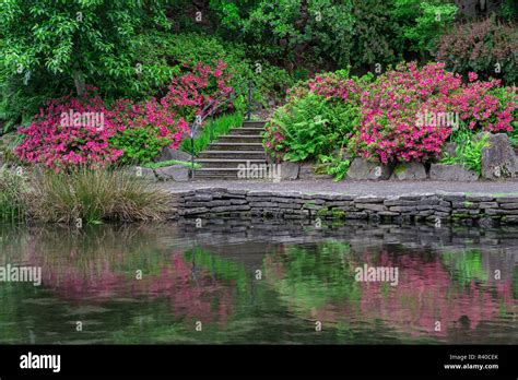 USA, Oregon, Portland, Crystal Springs Rhododendron Garden, Blooming azaleas and ferns along ...