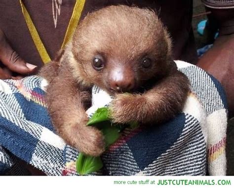 Sloth Eating Time | Cute sloth pictures, Cute baby sloths, Baby animals