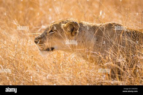 Lioness Hunting At Night